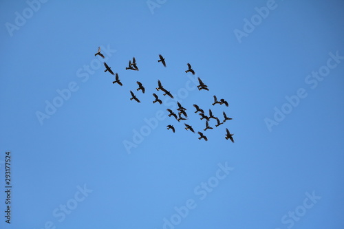 Many flying black cockatoos, Western Australia © ClaraNila