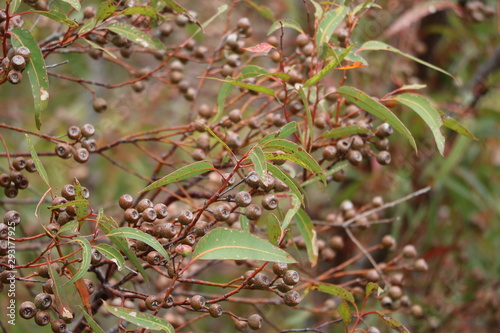 Seeds of Eucalyptus, Western Australia