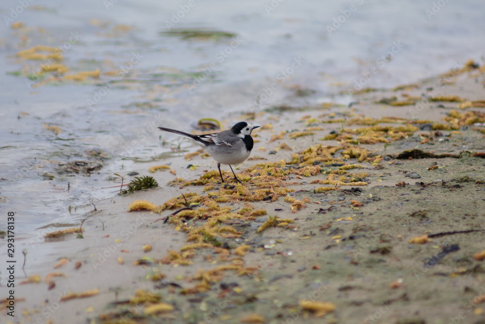 black headed bird on the beach 