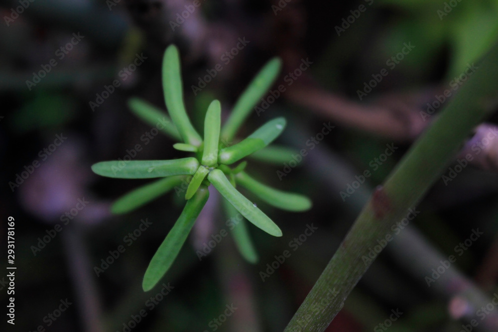 plant plant