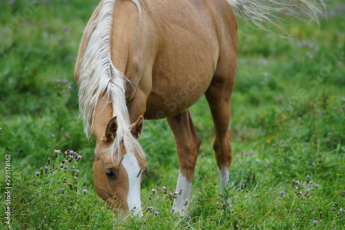 Ein hellbraunes Pferd auf einer Pferdekoppel