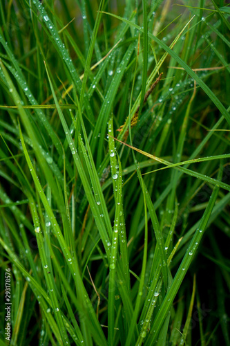 A bush of green grass with drops of morning dew