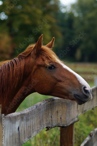Braunes Pferd - Porträt © annacovic