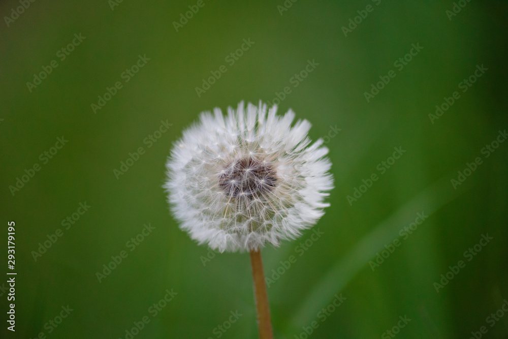 dandelion on background of green grass dandelion on background of green grass