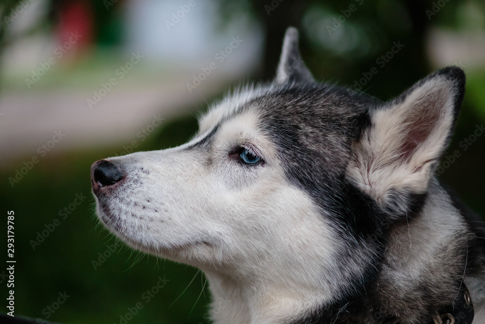 Siberian Husky for a walk in the park near the lake.