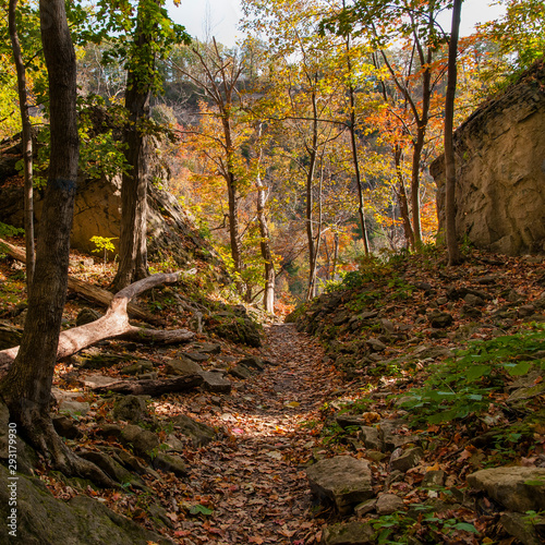 Trail through autumn forest