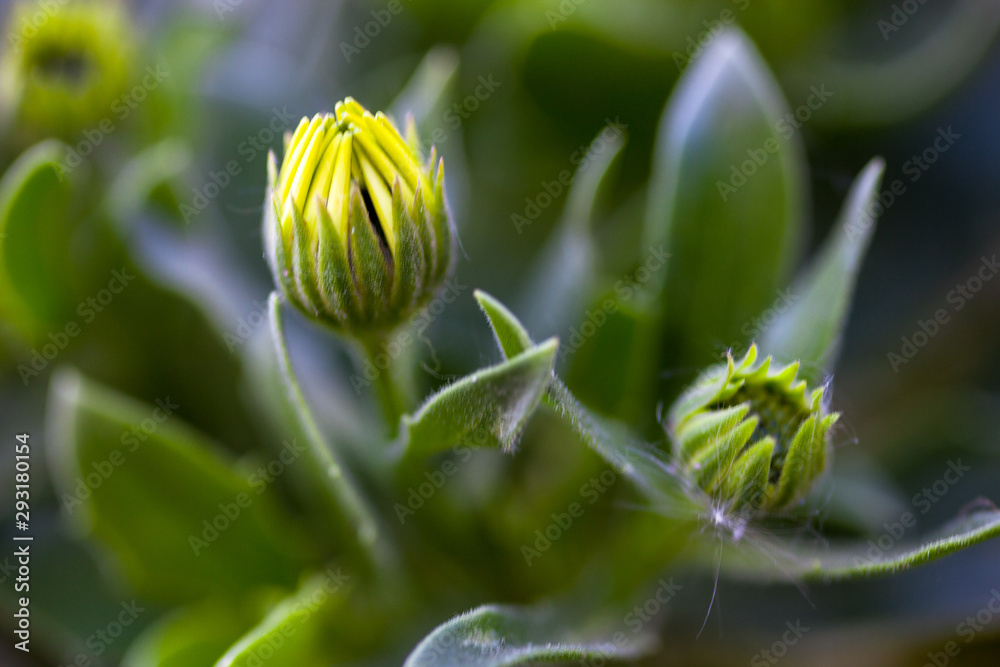 Flower buds