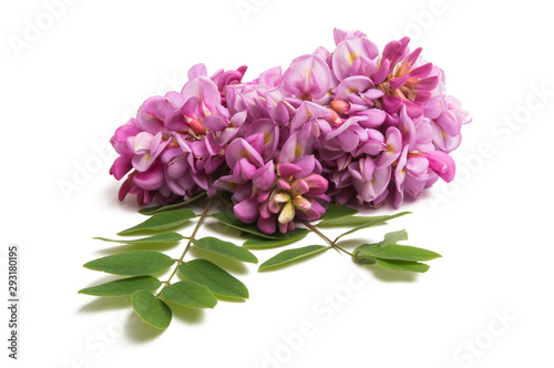 Wallpaper Mural lilac acacia isolated Torontodigital.ca