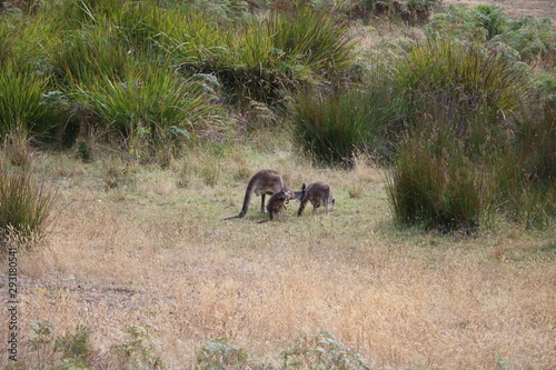 Kangaroos in Western Australia © ClaraNila