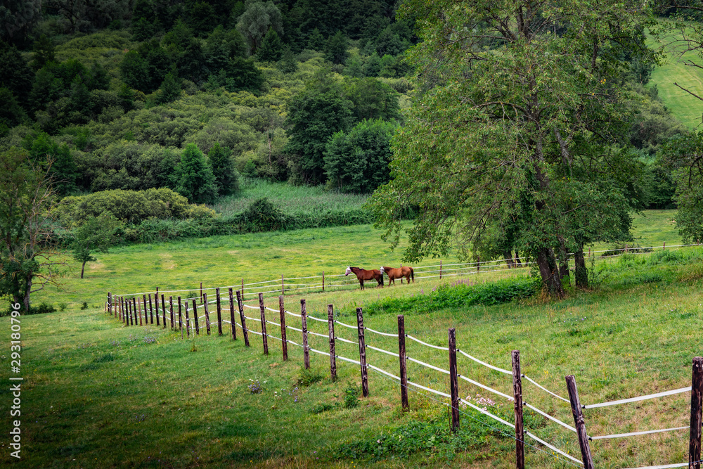 View of two horses on a fenced pasture, trees and vegetation.