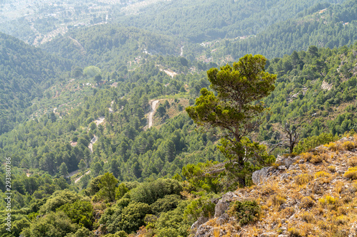 Pine at Mariola mountain.