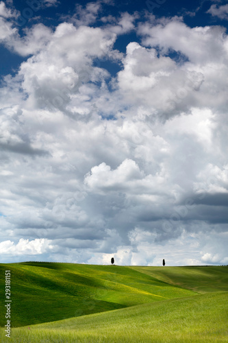 Two cypress trees on the hills in fields south of Pienza near San Quirico in the Val D'Orcia Tuscany Italy