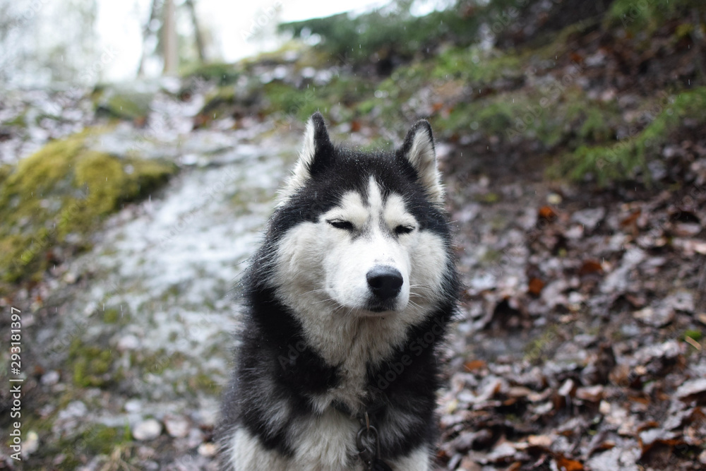 Obraz premium A purebred husky dog in black and white is sitting in the rain forest. Portrait of a wet long-haired dog, raindrops on the coat, blue eyes. Close-up