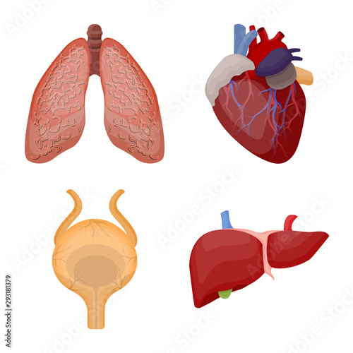 Isolated object of body and human sign. Collection of body and medical stock symbol for web.