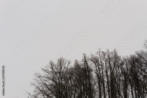 Skyline Of Trees In WInter photo