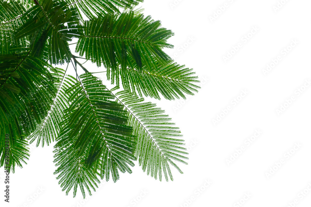 Naklejka premium Leaf on white.