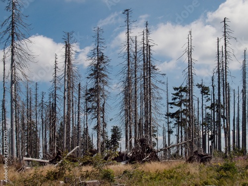 Foto Dead spruce forest, ecological disaster