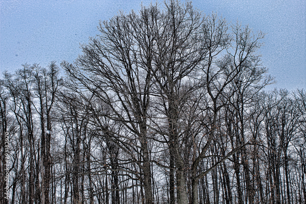 Tree Line In Winter Tree Line In Winter