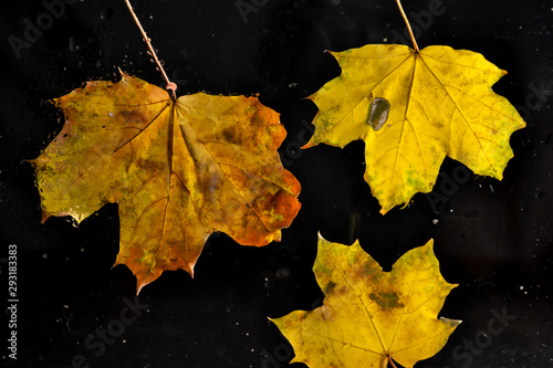 Yellow autumn leaves on black background