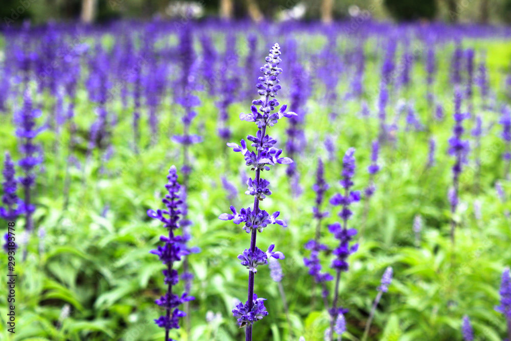 Obraz premium field of lavender flowers