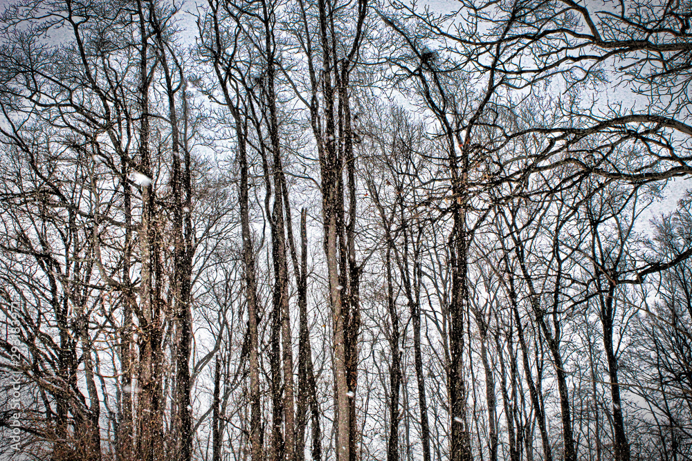 Tree Line In Winter Tree Line In Winter