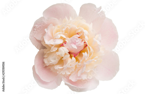 Fototapeta Naklejka Na Ścianę i Meble -  peony flower isolated