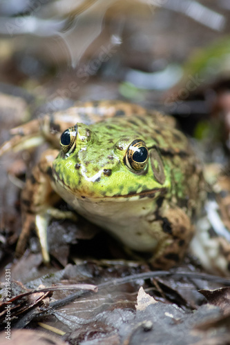 Frog © Allura