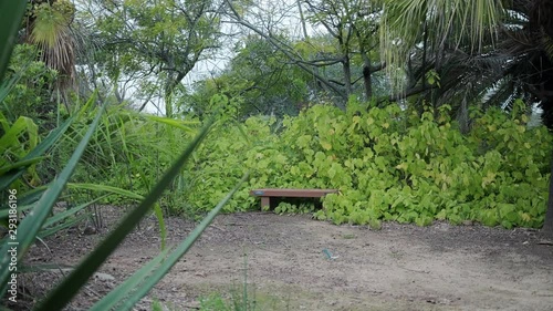 Empty Wooden Bench in Lonely Forest