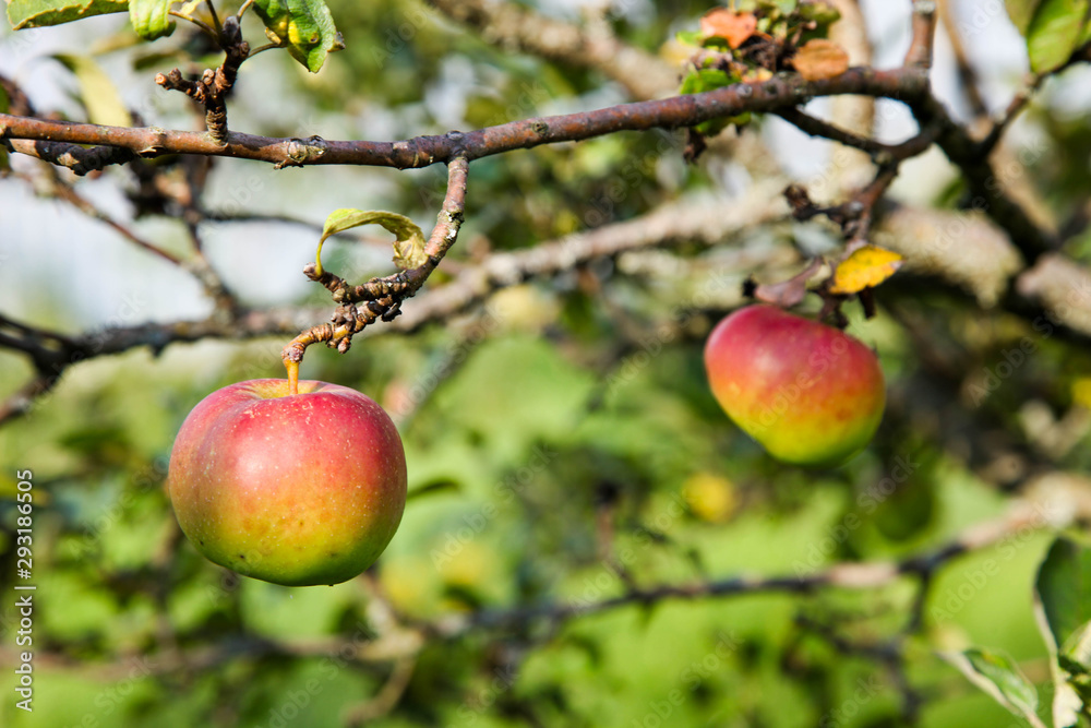 Ripe red-green apples Ripe red-green apples
