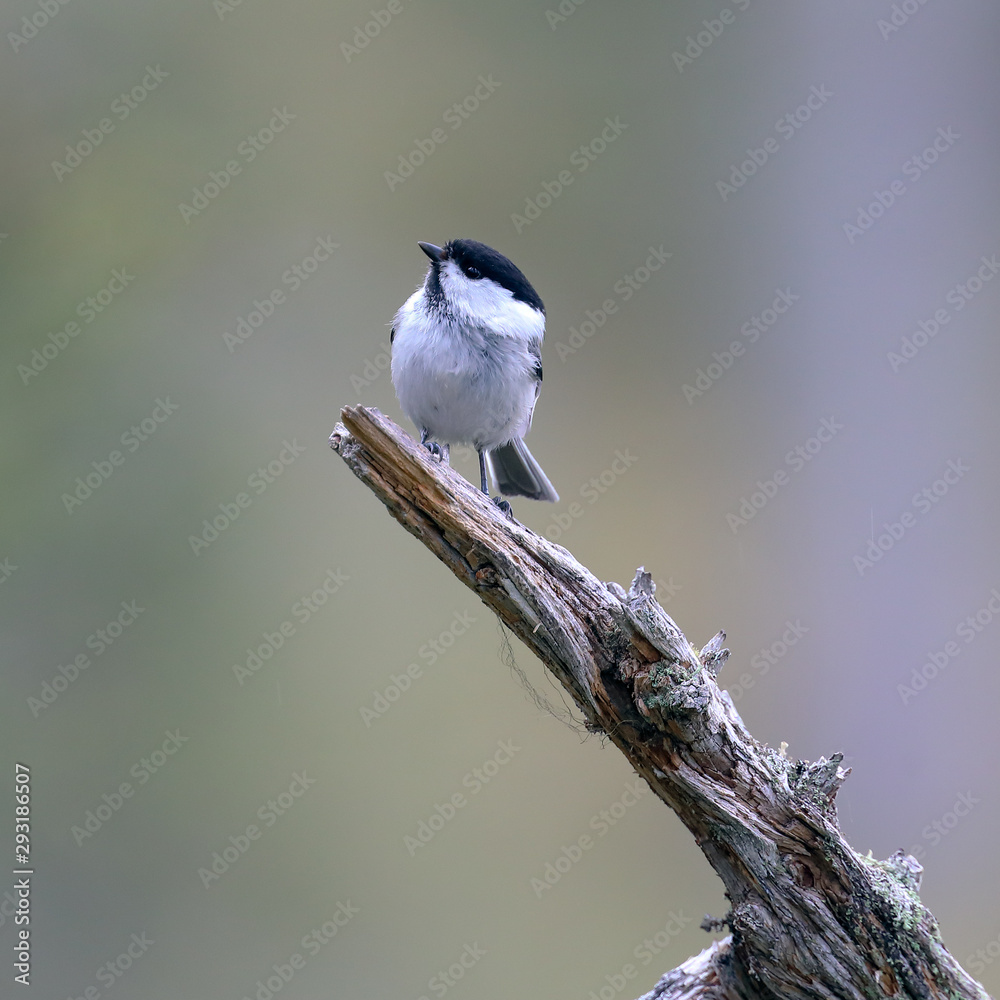 Naklejka premium willow tit is small black and white bird