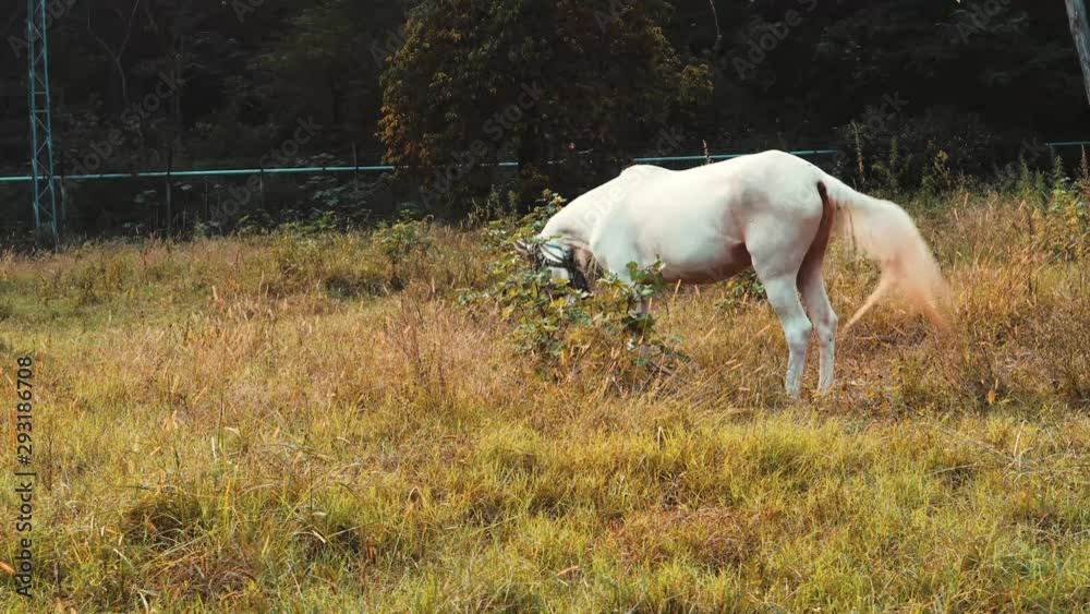 Medium Long shot of horse eating grass in the fields - 4K Medium Long shot of horse eating grass in the fields - 4K