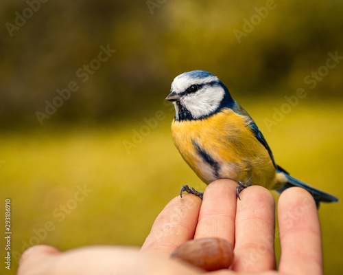 tit bird in hand