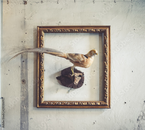 Pheasant. A taxidermy animal of a pheasant place in the vintage photo frame. Although they can be found anywhere, the pheasant bird native range is restricted to Asia.