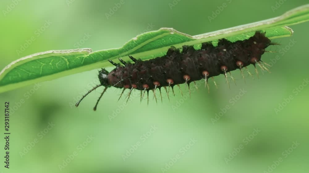 A caterpillar clings upside down to a leaf A caterpillar clings upside down to a leaf