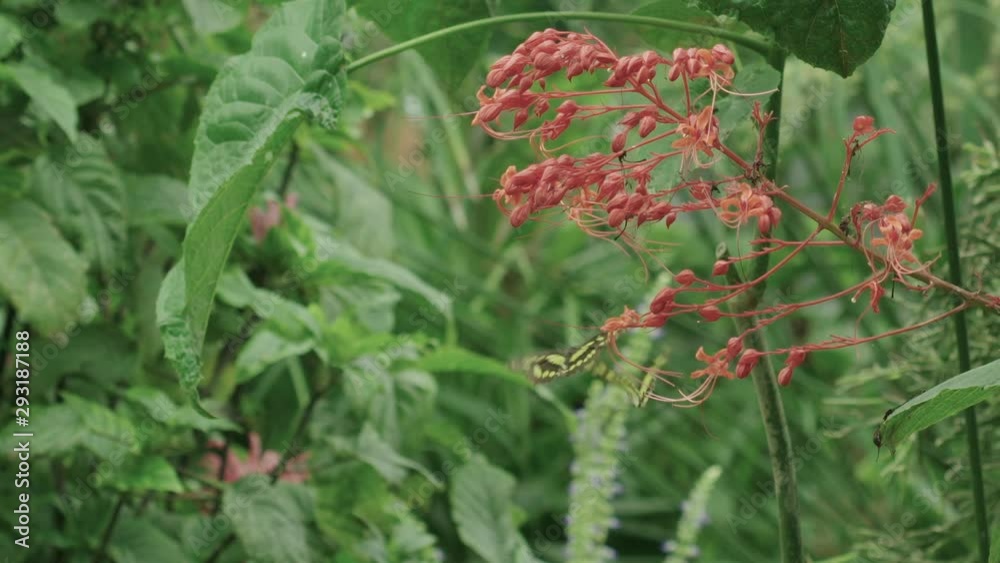 Indian Monarch and Lime butterflies flutter through a jungly scene Indian Monarch and Lime butterflies flutter through a jungly scene