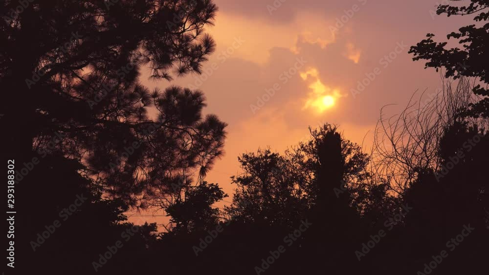 Sun and trees in the forest, time for sunset - 4K Sun and trees in the forest, time for sunset - 4K