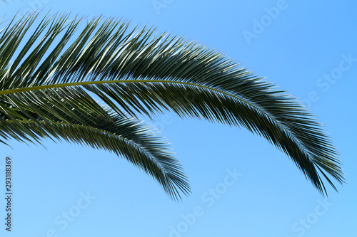 Palm tree leaves in front of blue sky