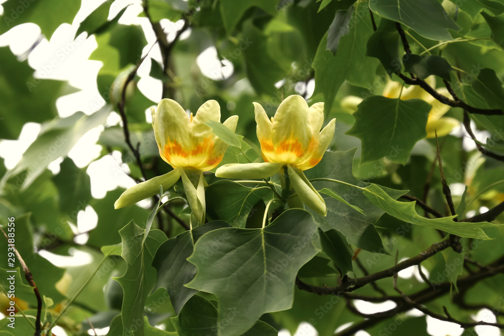 Blüten des Tulpenbaumes, Liriodendron tulipifera Blüten des Tulpenbaumes, Liriodendron tulipifera