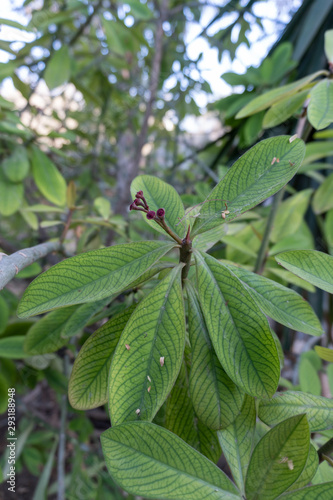 Wallpaper Mural leaf of a tree Torontodigital.ca