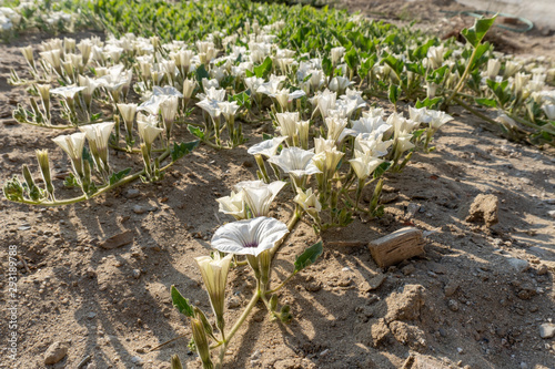 white florews in the forest photo