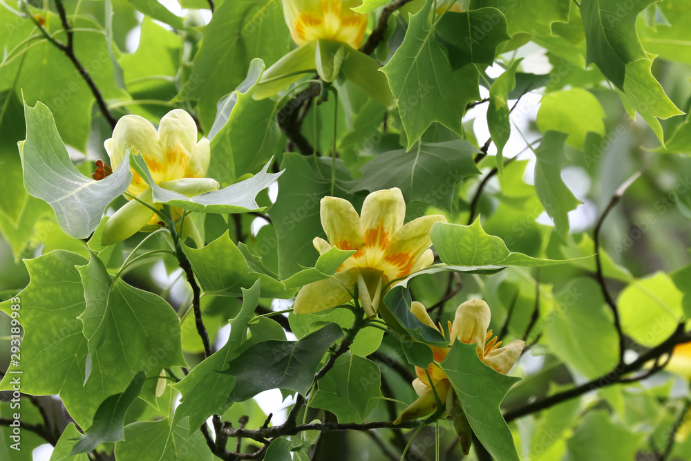 Blüten des Tulpenbaumes, Liriodendron tulipifera Blüten des Tulpenbaumes, Liriodendron tulipifera