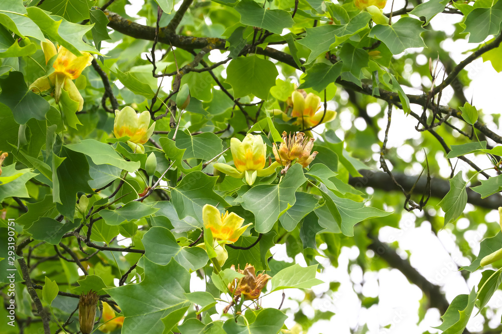 Blüten des Tulpenbaumes, Liriodendron tulipifera Blüten des Tulpenbaumes, Liriodendron tulipifera
