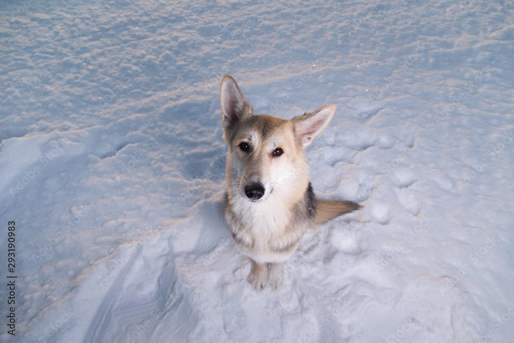 Fototapeta premium Cute mongrel dog sitting on snow and looking at camera
