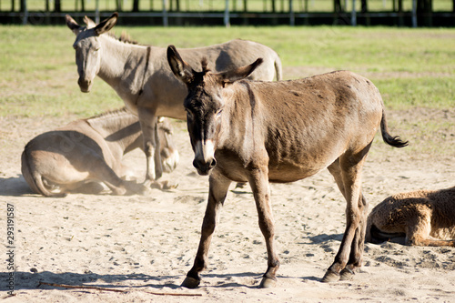 donkey farm donkey breeding