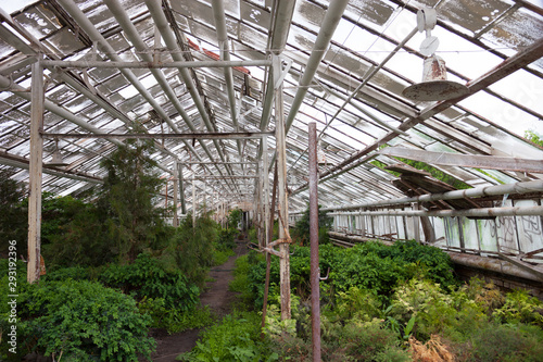 Growing the plants in the greenhouse