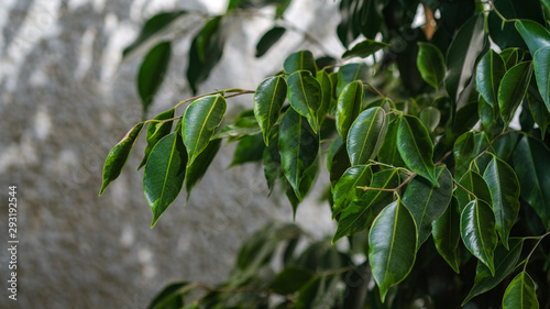 View on green, smooth, bright leaves of the Weeping figs, Ficus benjamin. A beautiful indoor plant grown at home. Home decoration concept. Solar shadow on the wall from leaves of the Weeping figs. © Olga