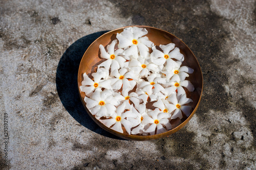 decoration of Night-flowering jasmine photo