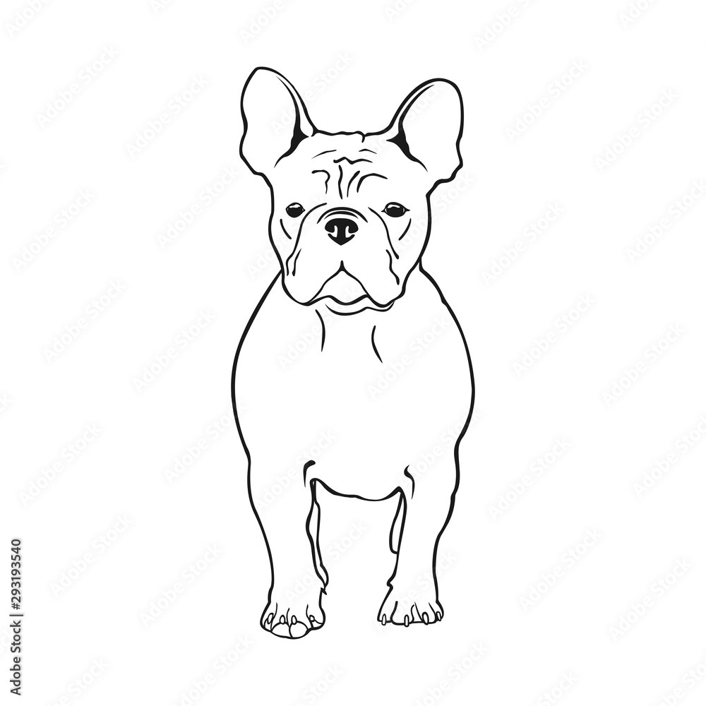 Cute French bulldog. Vector illustration. Dog breed French bulldog stands frontally isolated on a white background. Cute French bulldog. Vector illustration. Dog breed French bulldog stands frontally isolated on a white background.