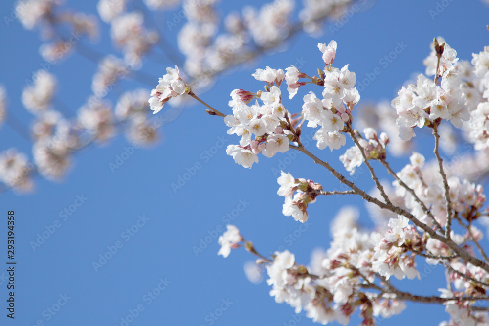 Cherry blossom sakura japan spring flower Cherry blossom sakura japan spring flower