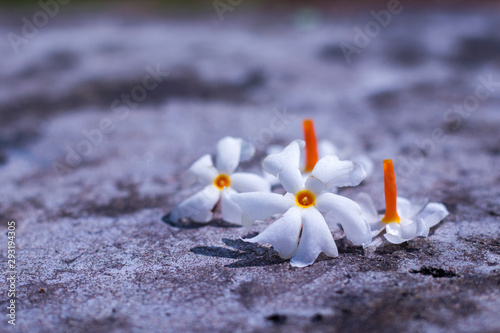 selective focus of Night-flowering jasmine photo